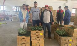 Ağrı'da çiftçilere 147 bin sebze fidesi dağıtıldı