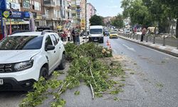 Edirne'de yola devrilen ağaç trafikte aksamalara neden oldu