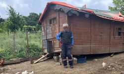 Kocaeli'de sahipsiz köpeklerin saldırdığı 80 kümes hayvanı telef oldu