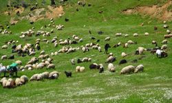 Muş'taki yaylalarda konaklayan göçerler süt sağımına başladı