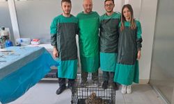Sakarya'da kanadı ampute edilen puhu koruma altına alındı