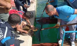 Antalya'da misinaya dolanan caretta caretta kurtarıldı
