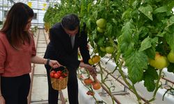 Kocaeli'de volkanik cürufla yetiştirilen domateslerin hasadına başlandı