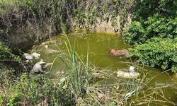 Edirne'de su dolu çukurda ölü köpekler bulundu