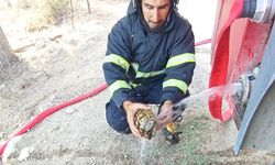 Alevlerin arasında kalan kaplumbağaya can suyu