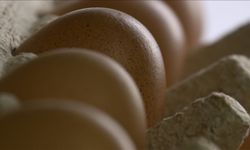 Sofralık yumurta ihracatında muafiyet düzenlemesi