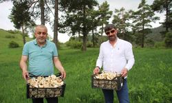 Erzurum’da vatandaşlara "zehirli mantar" uyarısı