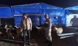 Kilis İl Jandarma Komutanlığı kayıp küçükbaş hayvanları buldu