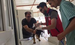 Hatay'da 4 mahalle kuduz nedeniyle karantinaya alındı