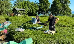 Trabzon'da 2025 yaş çay sezonu kampanyası açıldı