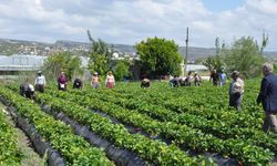 Mersin'de açık alanda üretilen tescilli Silifke çileğinde hasat sürüyor