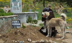 Nevşehir'de "Garip" adlı köpek, sahibinin mezarının başından ayrılmıyor