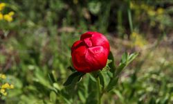 Ender görülen İtecik lalesi kan kırmızısı rengini gösterdi