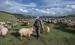 Küçükbaş hayvan üreticilerine 3,9 milyar liralık destek ödemesi bugün yapılacak