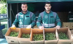 Kayseri'de üreticilere 550 bin organik domates fidesi dağıtıldı