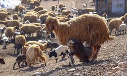 Van'da koruma çalışmaları ve desteklerle Norduz koyununun sayısı artıyor