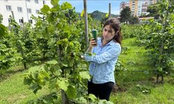Tescilli Giresun tombul fındığında yeni dikim uygulamaları verimi artırdı