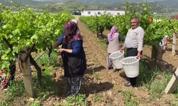 Yaprağı meyvesinden daha çok kazandırıyor