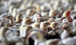 Brezilya’da Ticari Kümes Hayvanlarında İlk Kuş Gribi Vakası