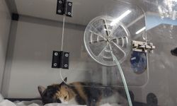 Tuzla’da Talihsiz Kaza: Cofy İsimli Kedi Balkondan Düşerek Yaralandı