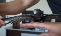 Batman’da Ebabil Kuşları İçin Duygulandıran Kurtarma Operasyonu