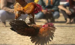 Samsun'da horoz dövüşü yaptıranlara yönelik operasyonda 15 kişiye işlem yapıldı
