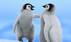 Buzulların Zarif Yürüyüşçüsü: Penguenler