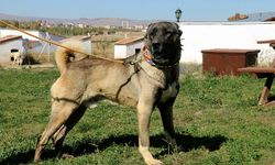 Sivas Kangal: Türk Çoban Köpeğinin Efsanevi Koruyuculuğu