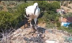 Doğadaki plastik atıklar yavru leylekleri de tehdit ediyor