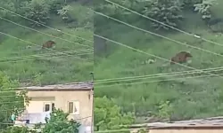 Gümüşhane Dağlarında Ayı Sürprizi: Gündüz Göründüler, Gece Kayboldular