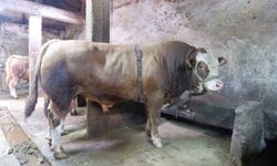 1 ton 200 kiloluk tosun 400 bin liraya satıldı