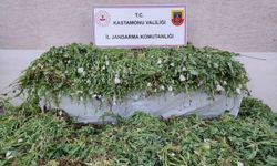 Kastamonu’da 120 bin kök haşhaş ele geçirildi