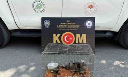 Konya’da yasadışı sincap ticaretine operasyon