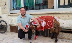 Erzurumlu damattan nişanlısına kurbanlık koç hediyesi