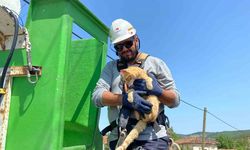Elektrik direğinde mahsur kalan kedi kurtarıldı