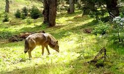 Türk milletinin sembolü Bozkurt böyle görüntülendi