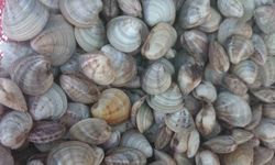 Deniz hıyarı ve beyaz kum midyesi üretimi arttı