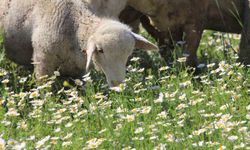 TİGEM’in meraları papatya tarlasına dönüştü
