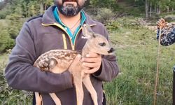 Ormanda bulunan ceylan, keçi sütüyle hayata tutundu