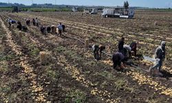 Hasadı süren patateste fiyat 7 liraya kadar geriledi