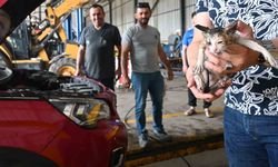 Yavru kedi kurtarma operasyonu