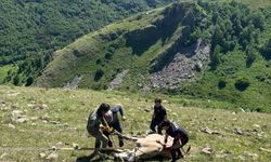 Kayalıklarda mahsur kalan ineği AFAD kurtardı