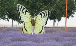 Tekirdağ’da lavanta tarlaları görsel şöleniyle büyülüyor