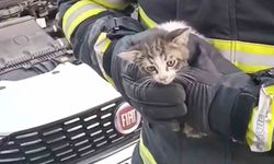 Kırıkkale’de kedi kurtarma operasyonu
