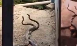Evin içinden çıkan 2 metrelik yılanlar paniğe neden oldu
