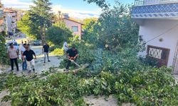 Arapgir’de fırtına ağaçları devirdi
