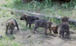 Bitkin halde bulunan 4 kurt yavrusu Van'da koruma altına alındı