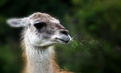 LAMALARIN İLGİNÇ DÜNYASI