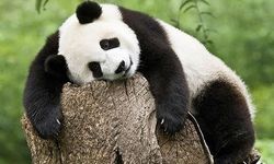Dünyanın En Sevimli Koruma Elçisi: Panda