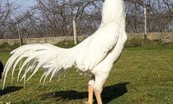 Hint Horuzu Güçlü Yapısıyla Dikkat Çekiyor!